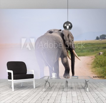 Picture of elephant in africa